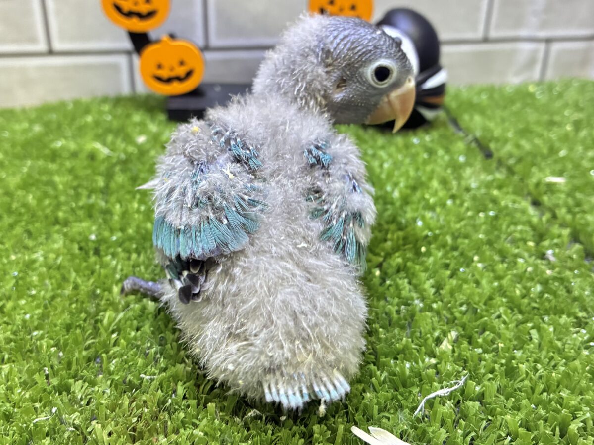 ブルーボタンインコ