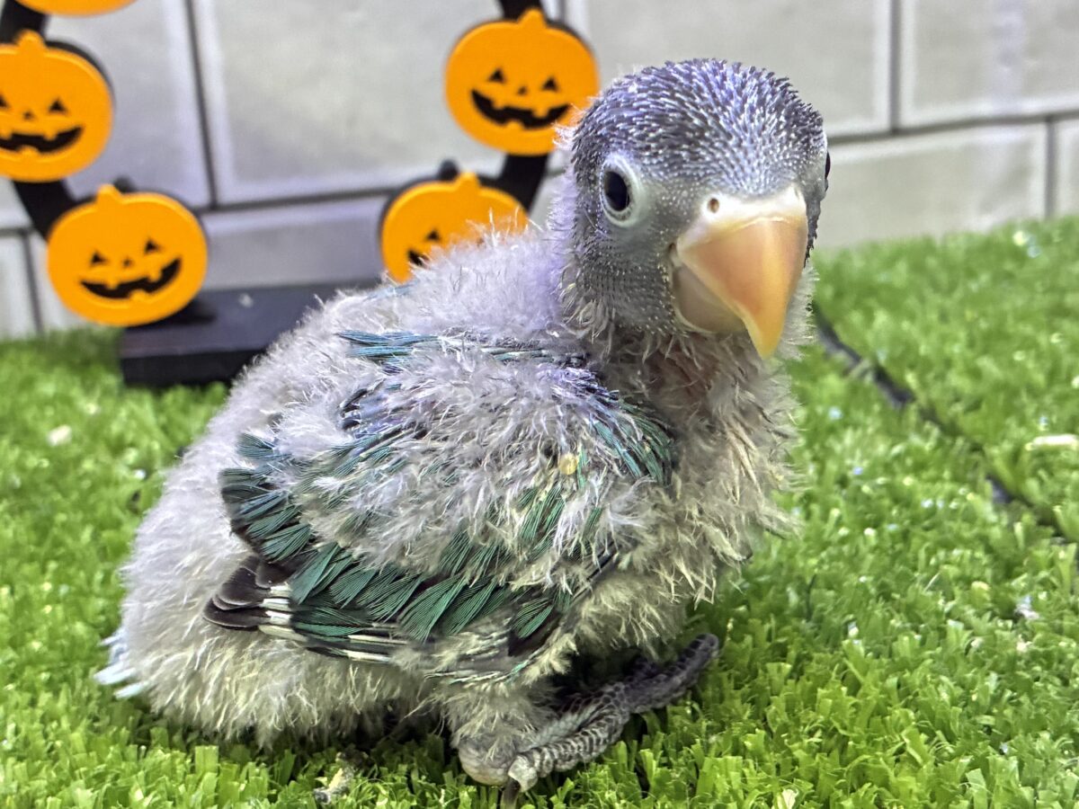 ブルーボタンインコ