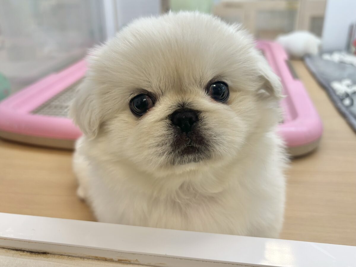ロックオンしたら離さない〜！ペキニーズちゃん！