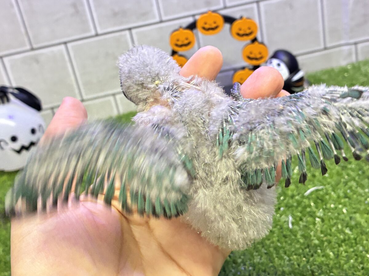 ブルーボタンインコ
