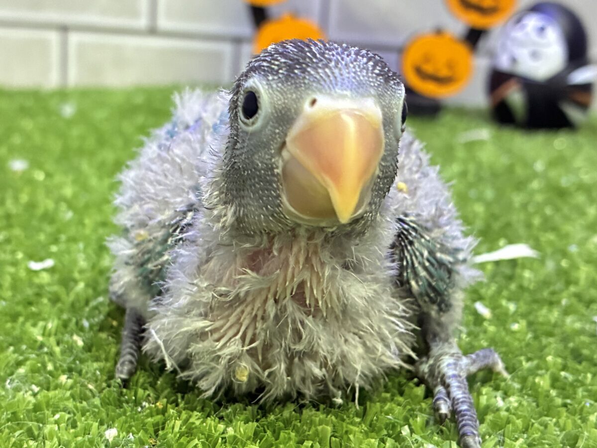 ブルーボタンインコ