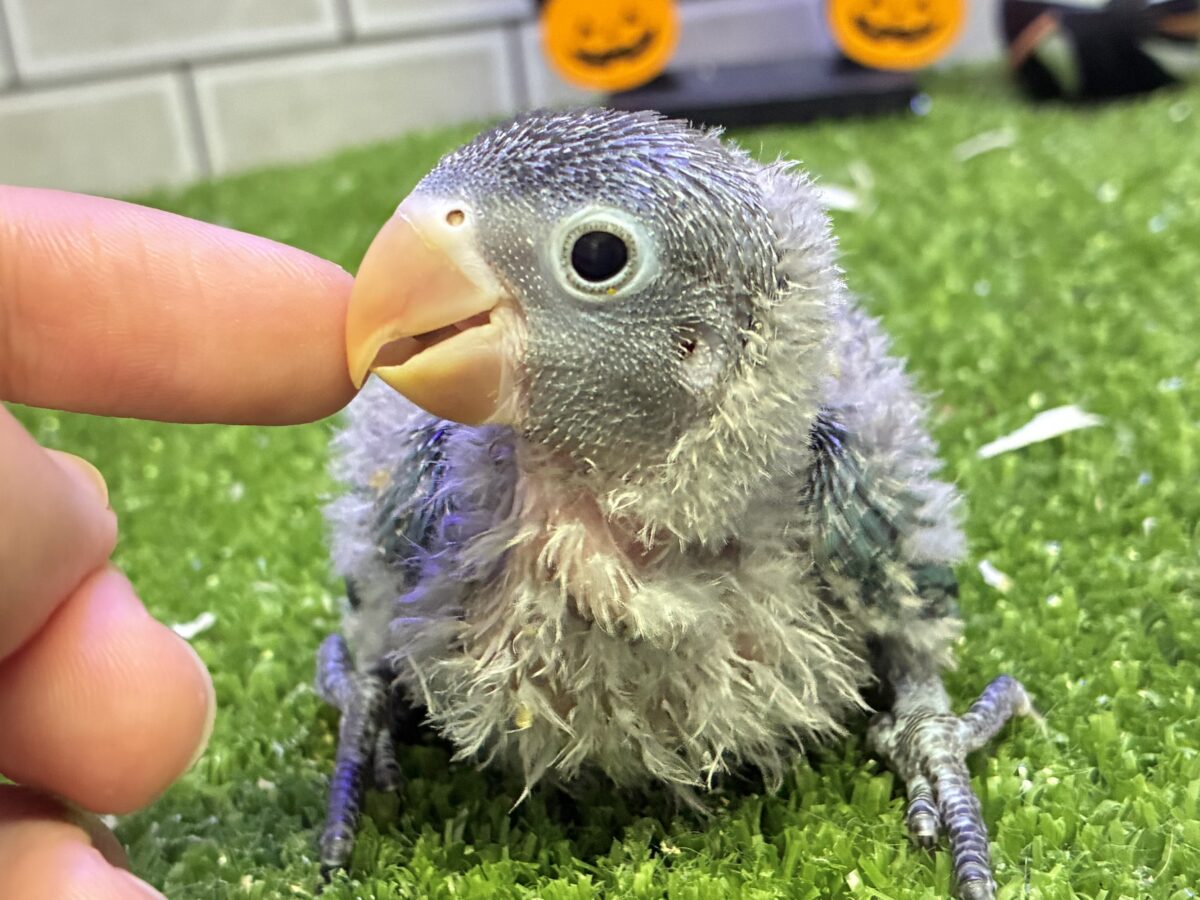 深い森で🌳🍃💙アタシ見つけて🌟ボタンインコ(ブルー/2026年9月生まれ)