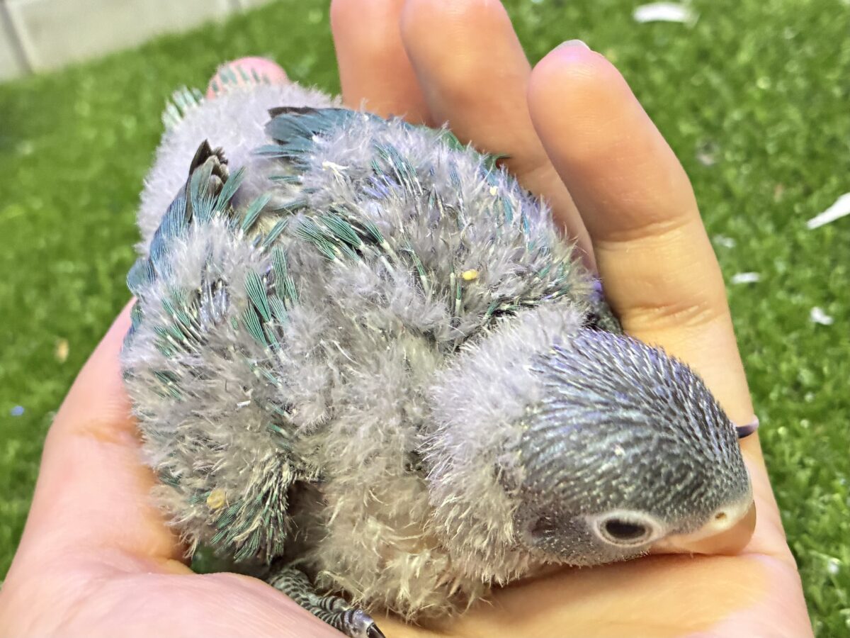 ブルーボタンインコ