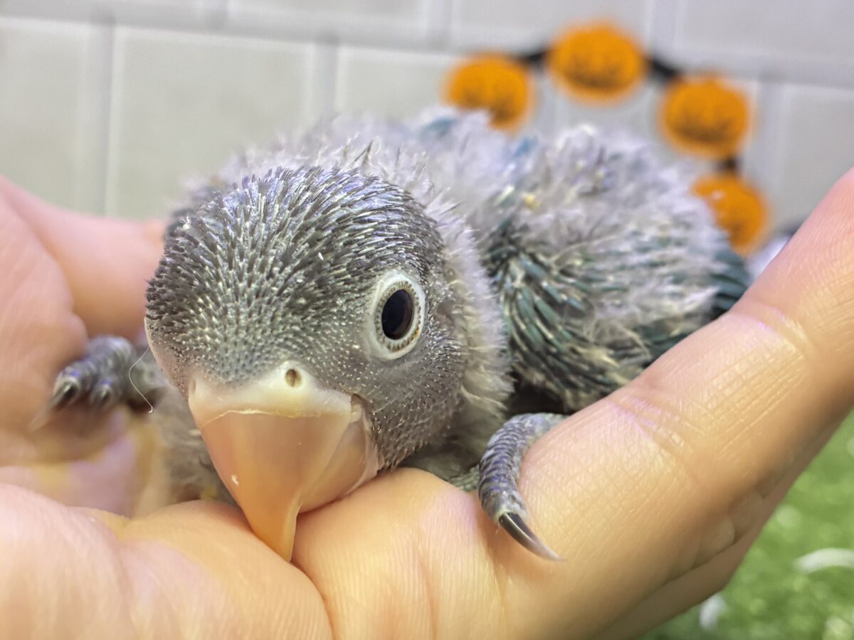 ブルーボタンインコ