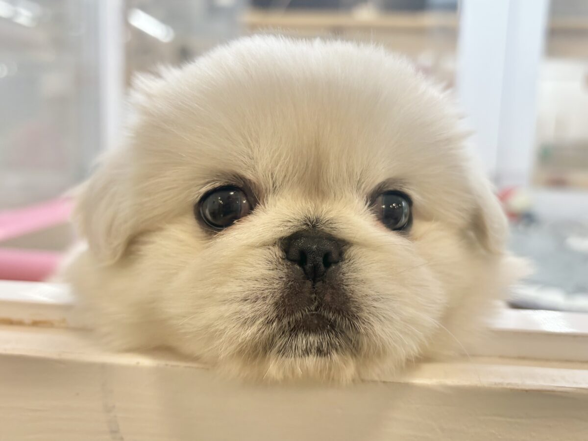ペキニーズ
