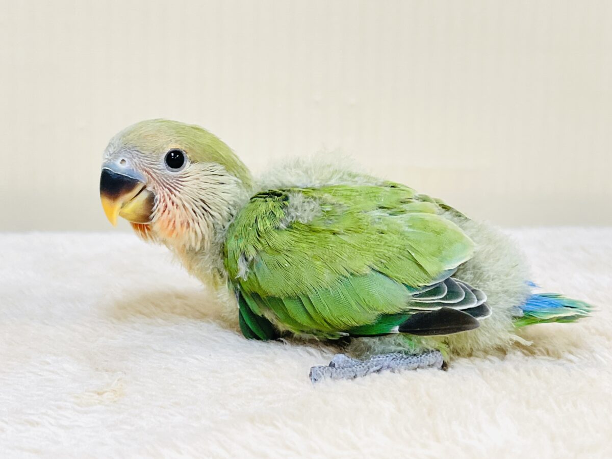 綿毛の妖精さんだよ💚コザクラインコ（ノーマル）ヒナ