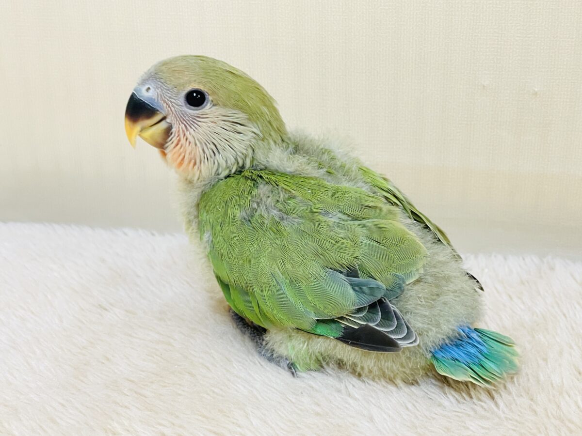 コザクラインコ（小桜インコ）