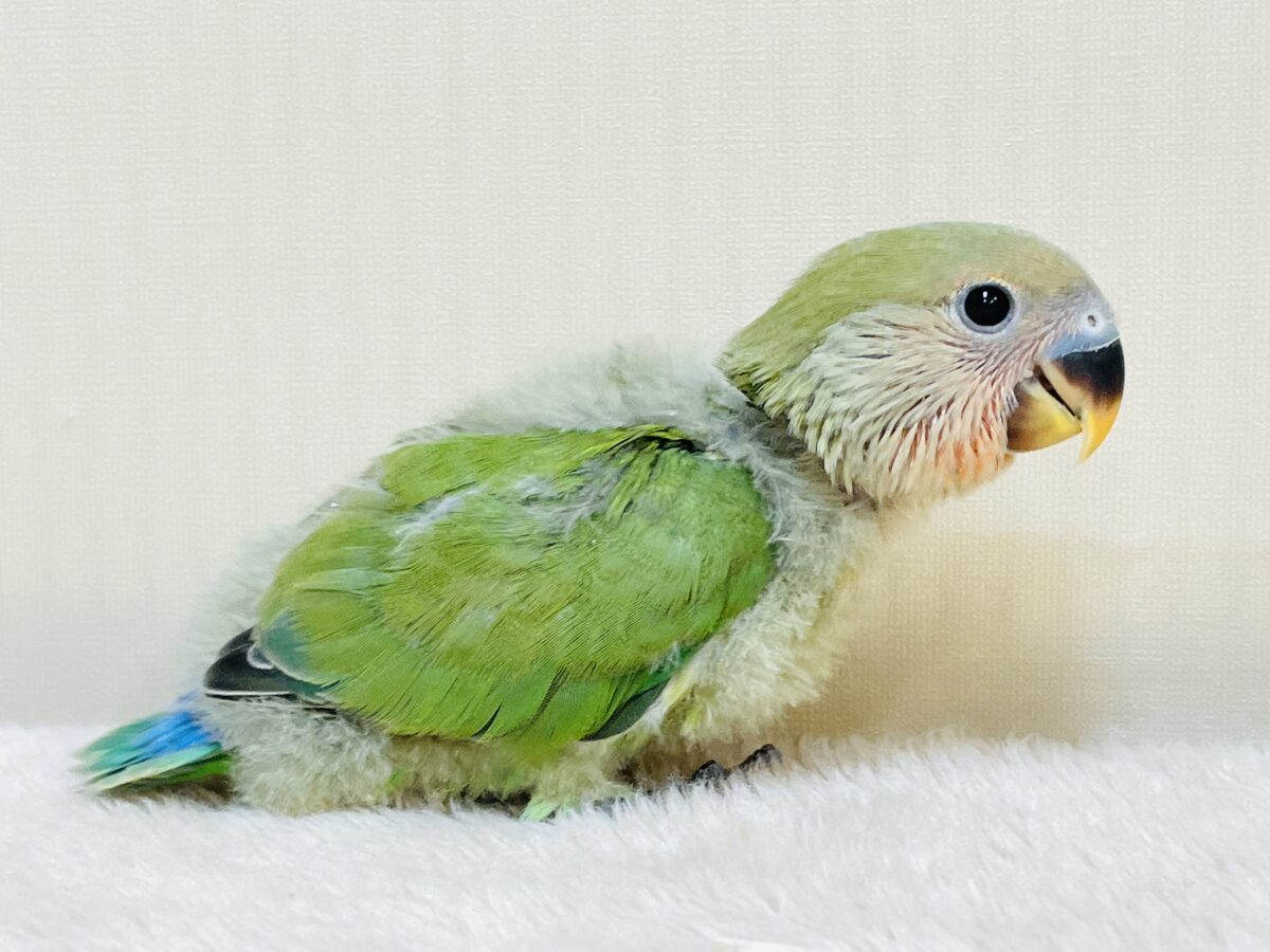 コザクラインコ（小桜インコ）