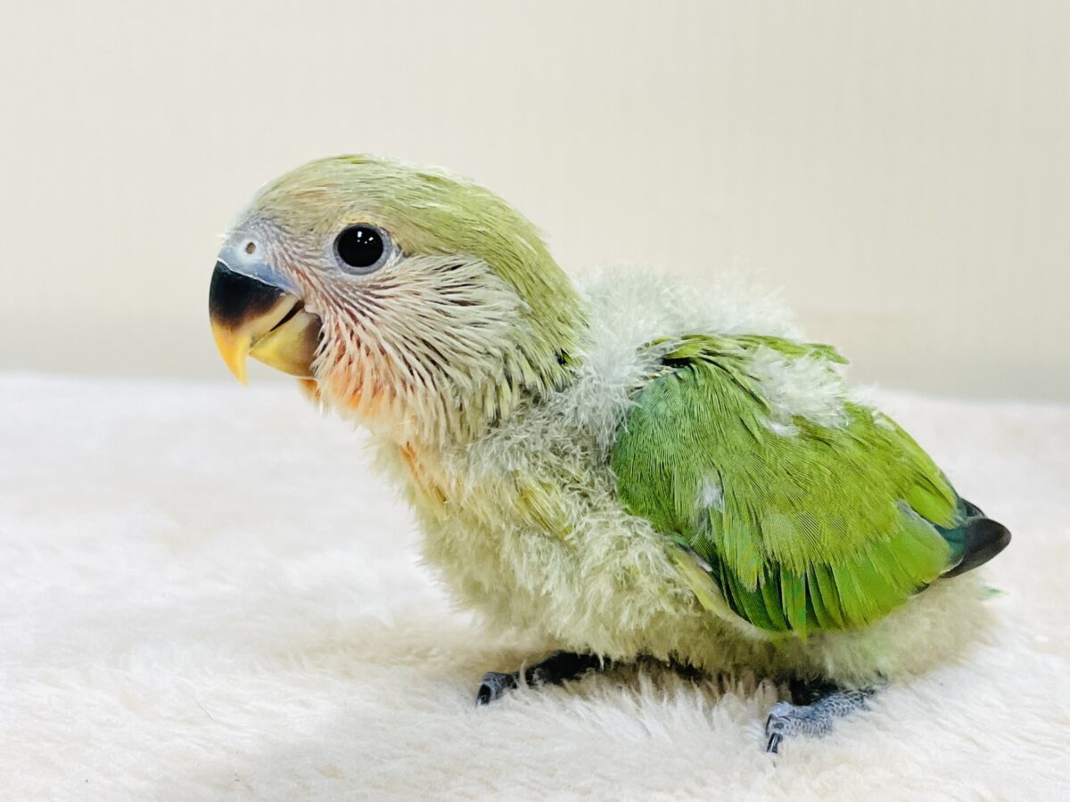 コザクラインコ（小桜インコ）