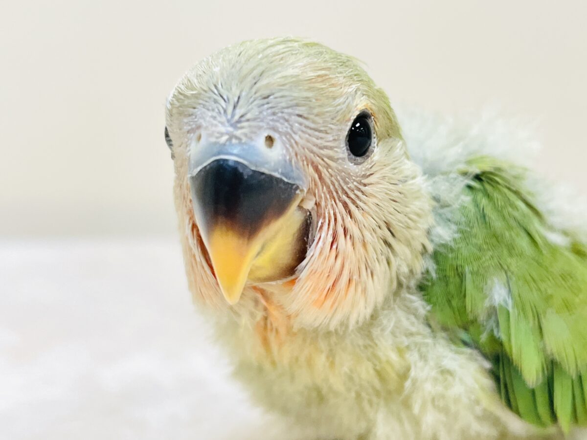 コザクラインコ（小桜インコ）
