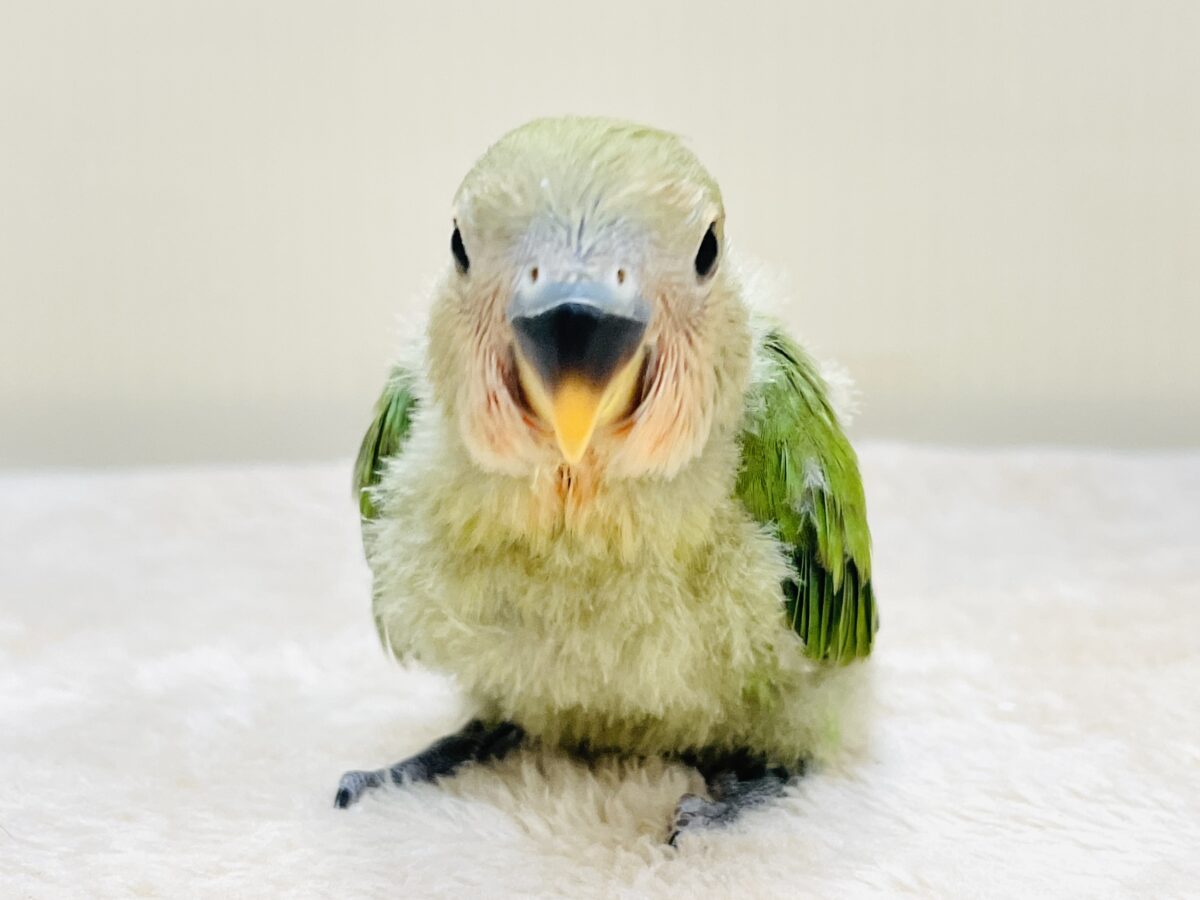 コザクラインコ（小桜インコ）