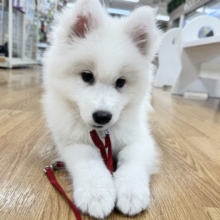 ぎゅっと掴んで離さない✊🏻白いモフモフサモエドちゃん