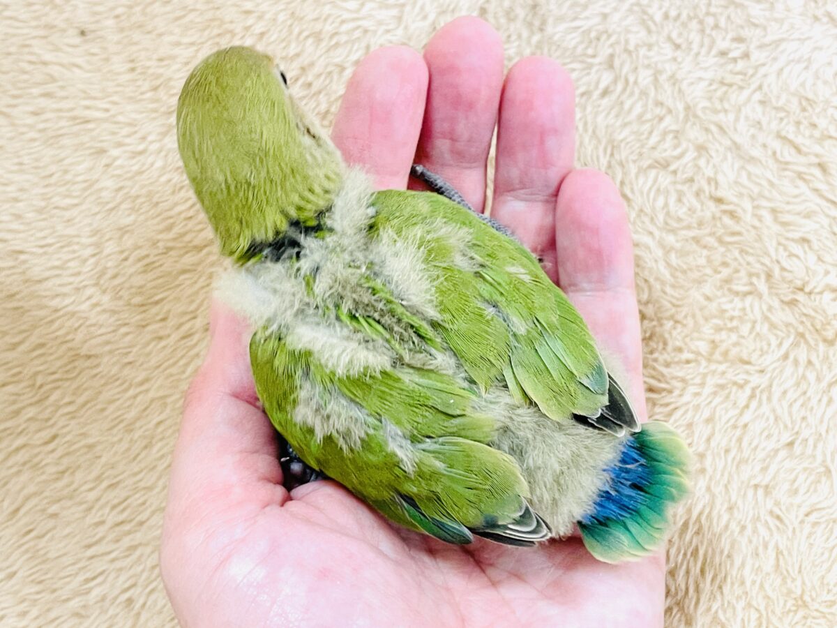 コザクラインコ（小桜インコ）