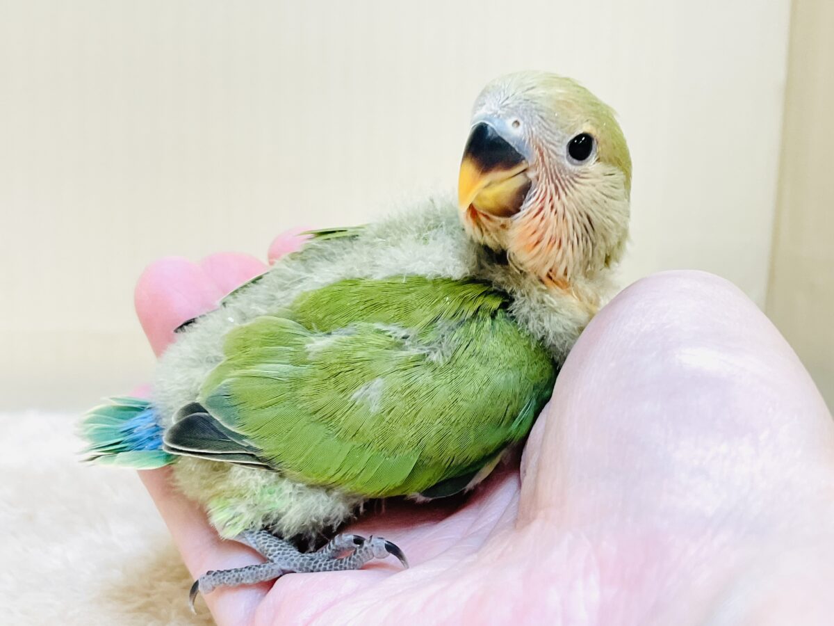 コザクラインコ（小桜インコ）