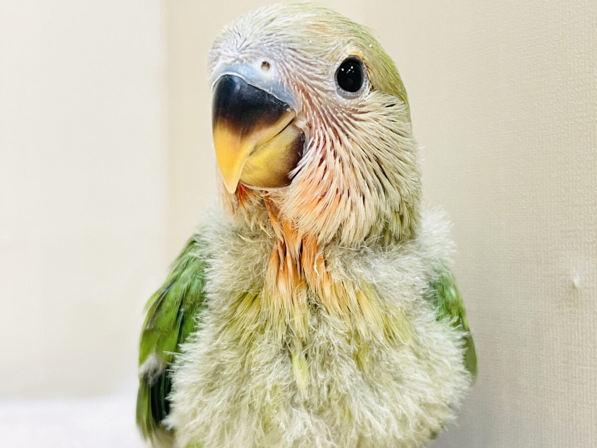 コザクラインコ（小桜インコ）