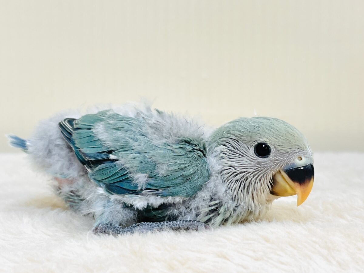 やってきたよ💙コザクラインコ(ブルーチェリー)ヒナ コザクラインコ(小桜インコ)