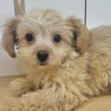 ヤドカリ犬！？チワプーちゃん！