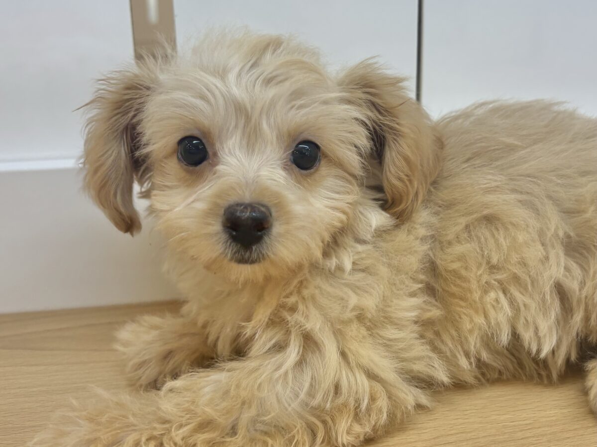 ヤドカリ犬！？チワプーちゃん！