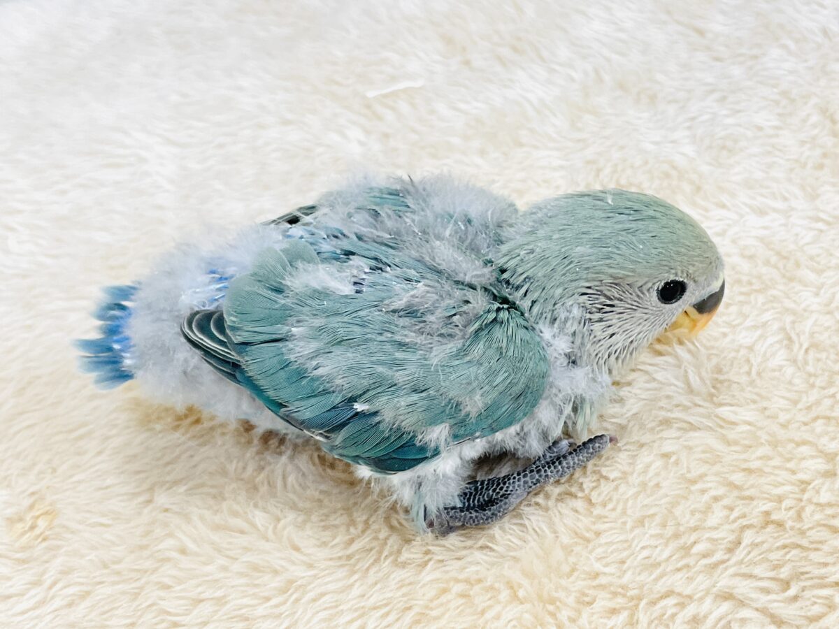 やってきたよ💙コザクラインコ(ブルーチェリー)ヒナ コザクラインコ(小桜インコ)