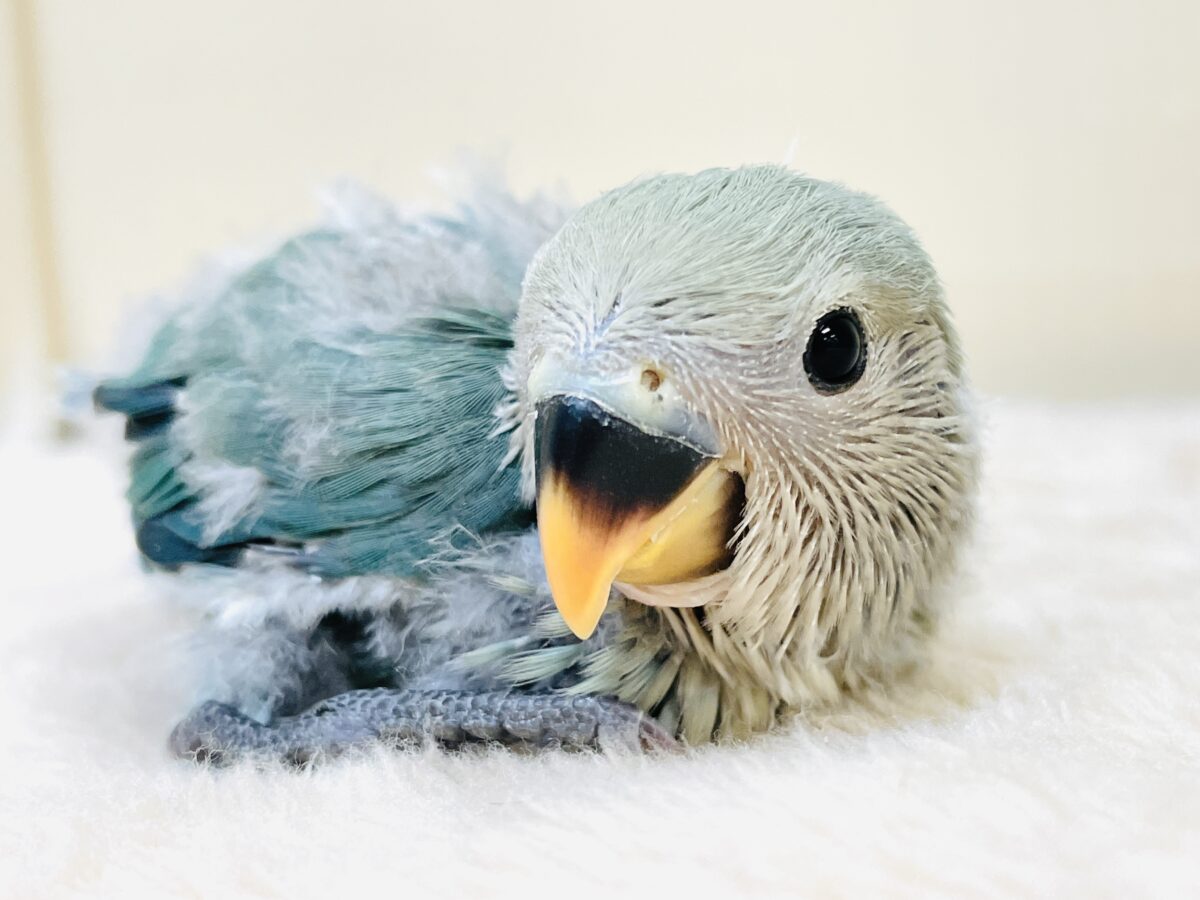 やってきたよ💙コザクラインコ(ブルーチェリー)ヒナ コザクラインコ(小桜インコ)