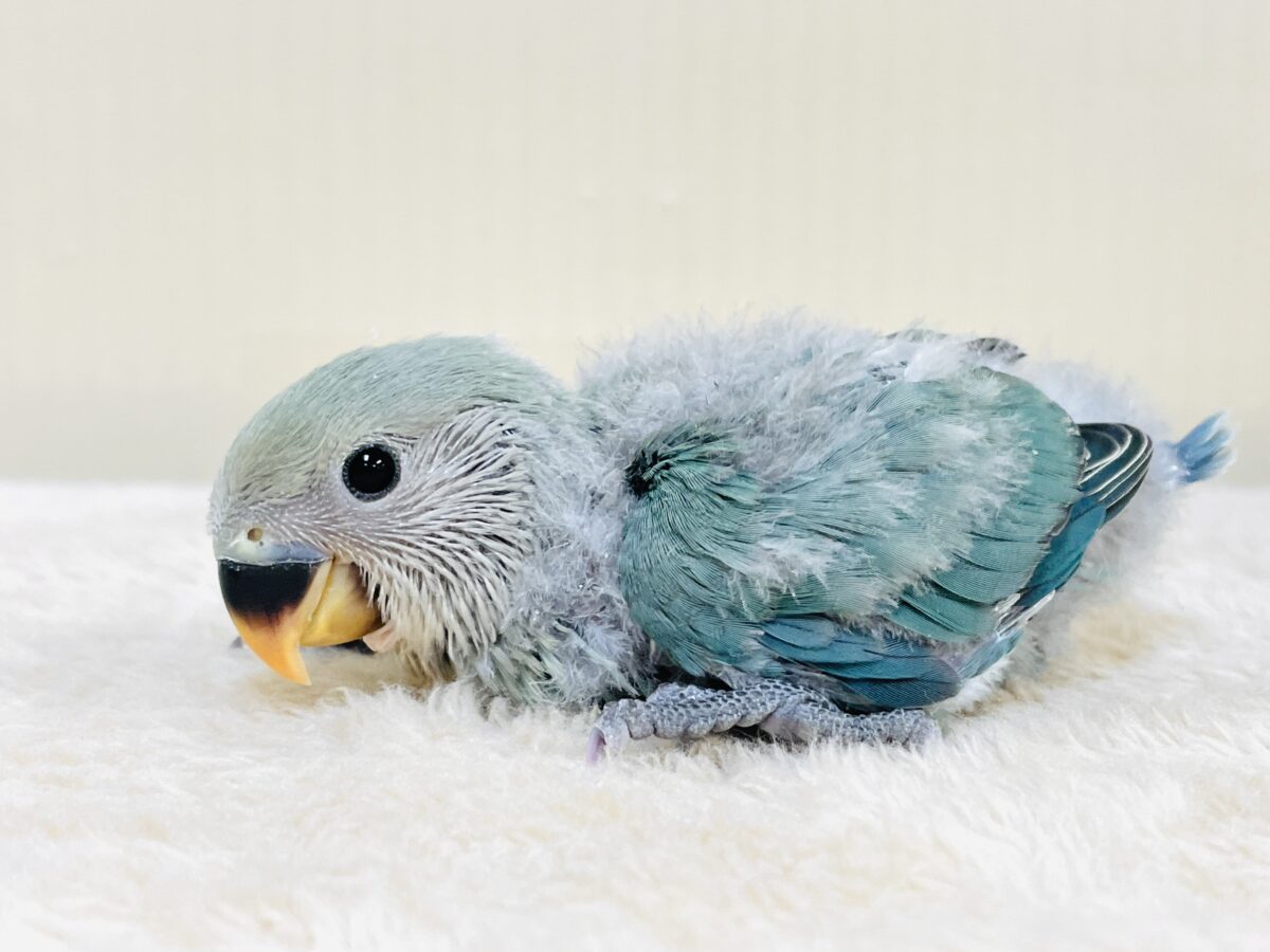 やってきたよ💙コザクラインコ(ブルーチェリー)ヒナ コザクラインコ(小桜インコ)