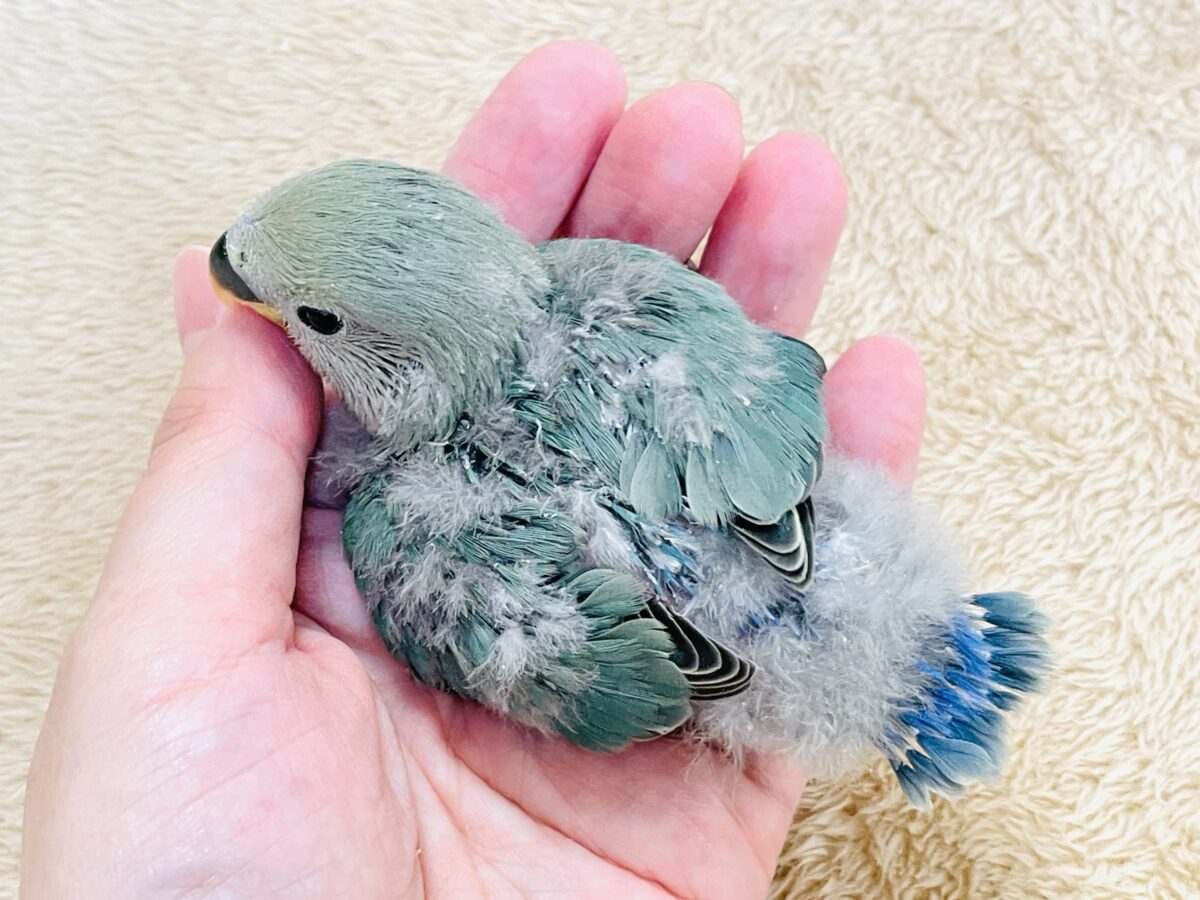 やってきたよ💙コザクラインコ(ブルーチェリー)ヒナ コザクラインコ(小桜インコ)