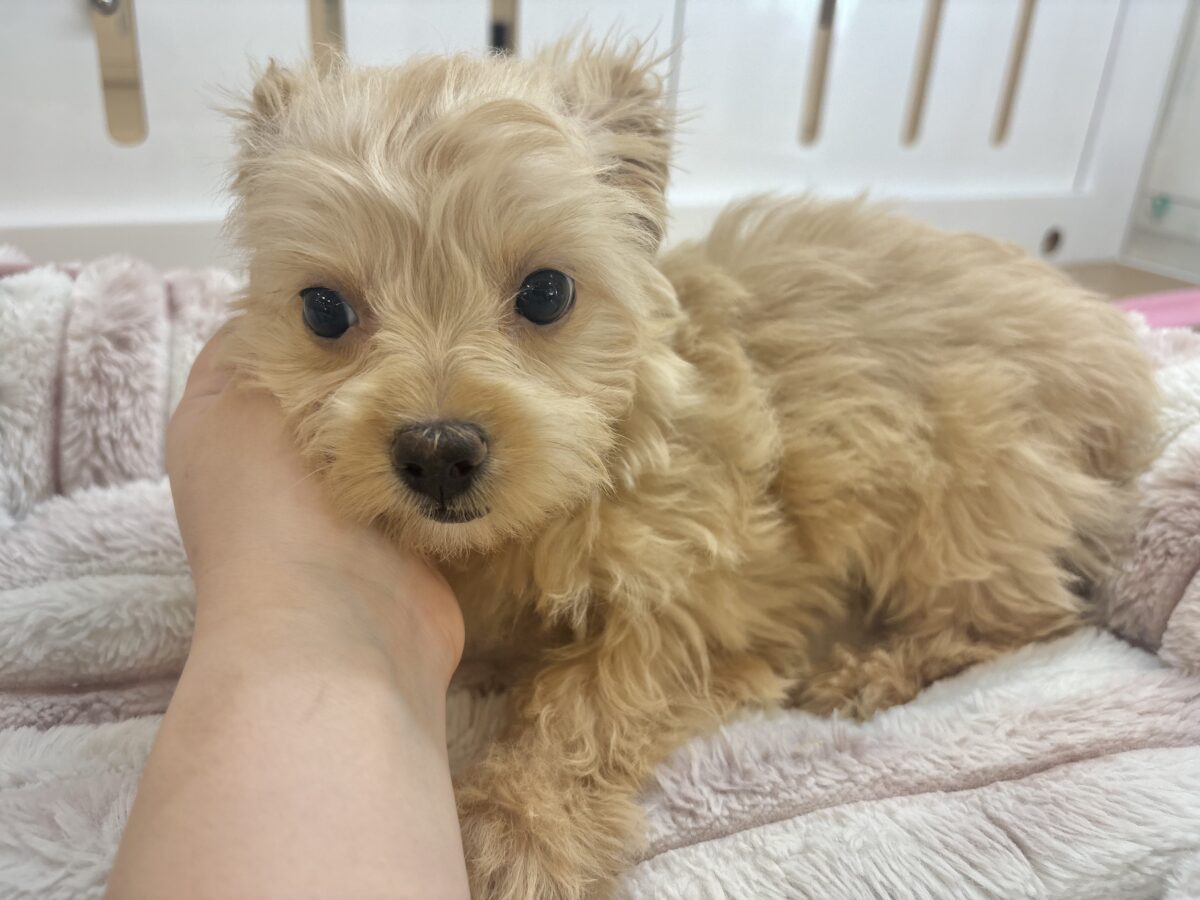 チワプー