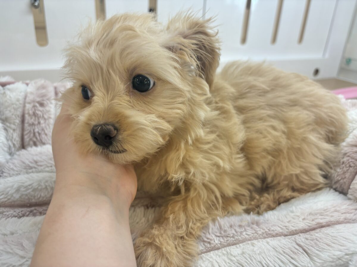 チワプー