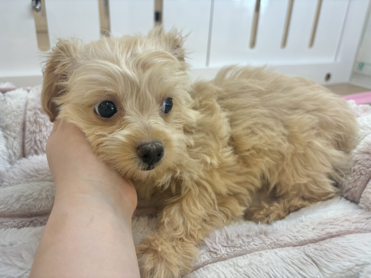 チワプー