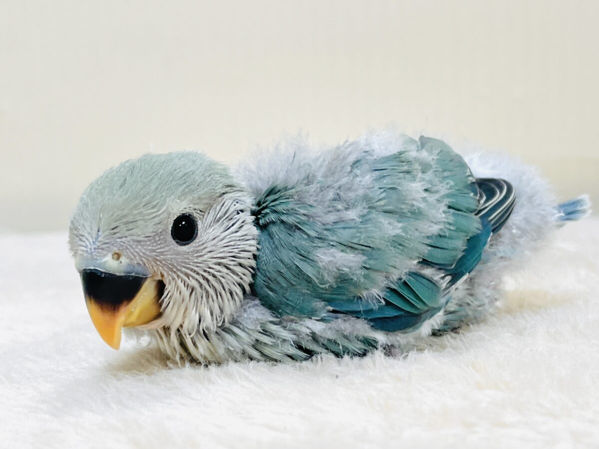 やってきたよ💙コザクラインコ(ブルーチェリー)ヒナ コザクラインコ(小桜インコ)