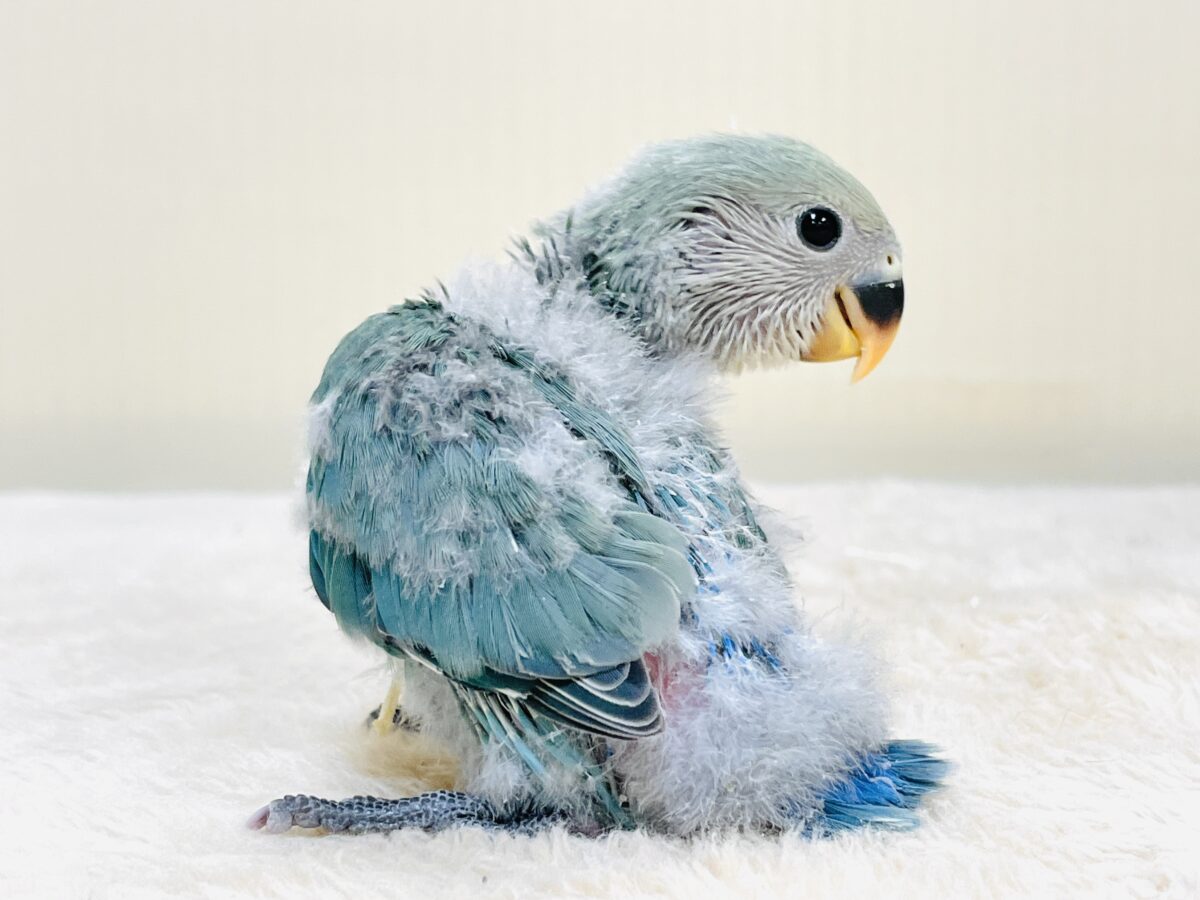やってきたよ💙コザクラインコ(ブルーチェリー)ヒナ コザクラインコ(小桜インコ)