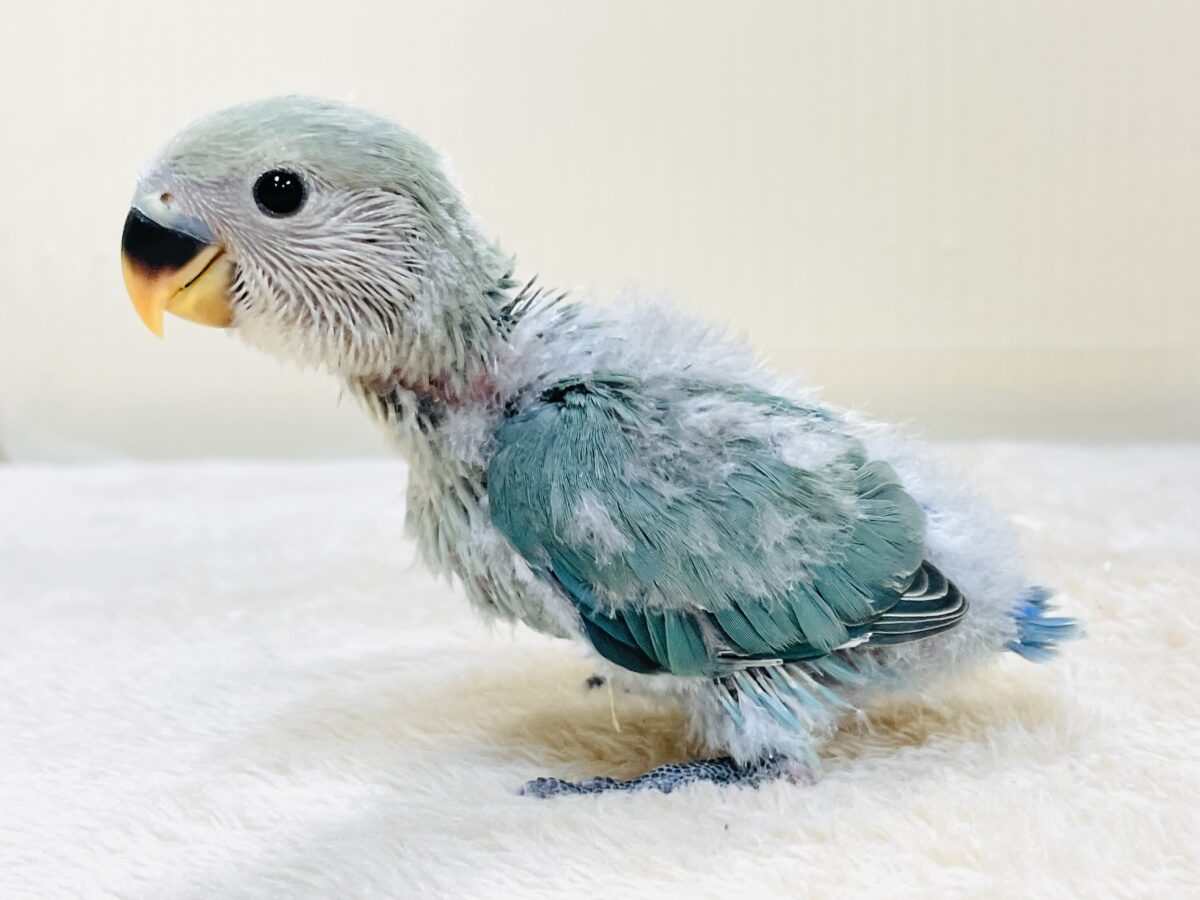 やってきたよ💙コザクラインコ(ブルーチェリー)ヒナ コザクラインコ(小桜インコ)