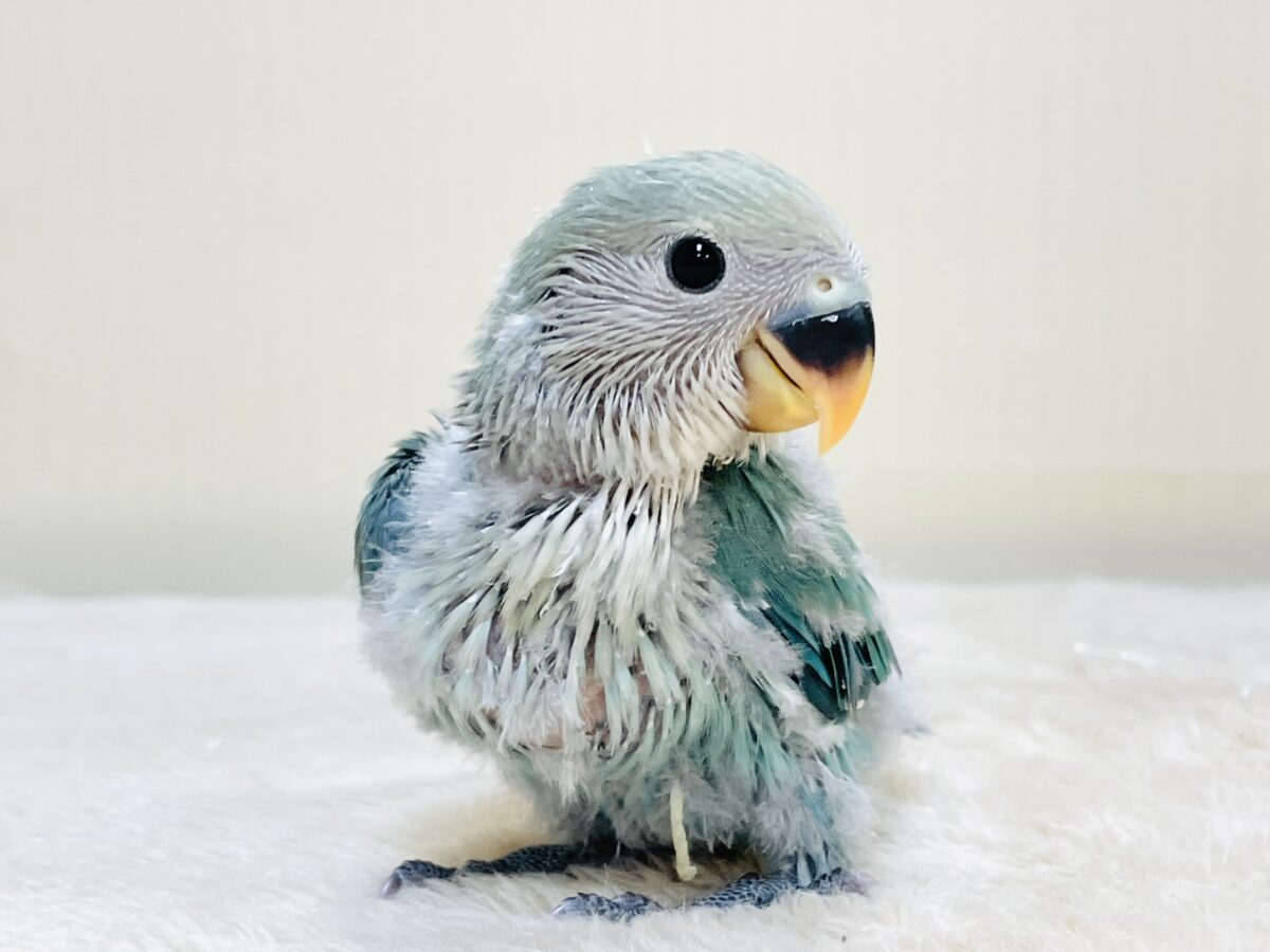 やってきたよ💙コザクラインコ(ブルーチェリー)ヒナ コザクラインコ(小桜インコ)