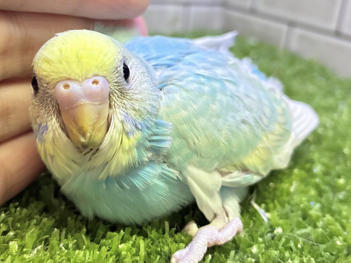 セキセイインコ