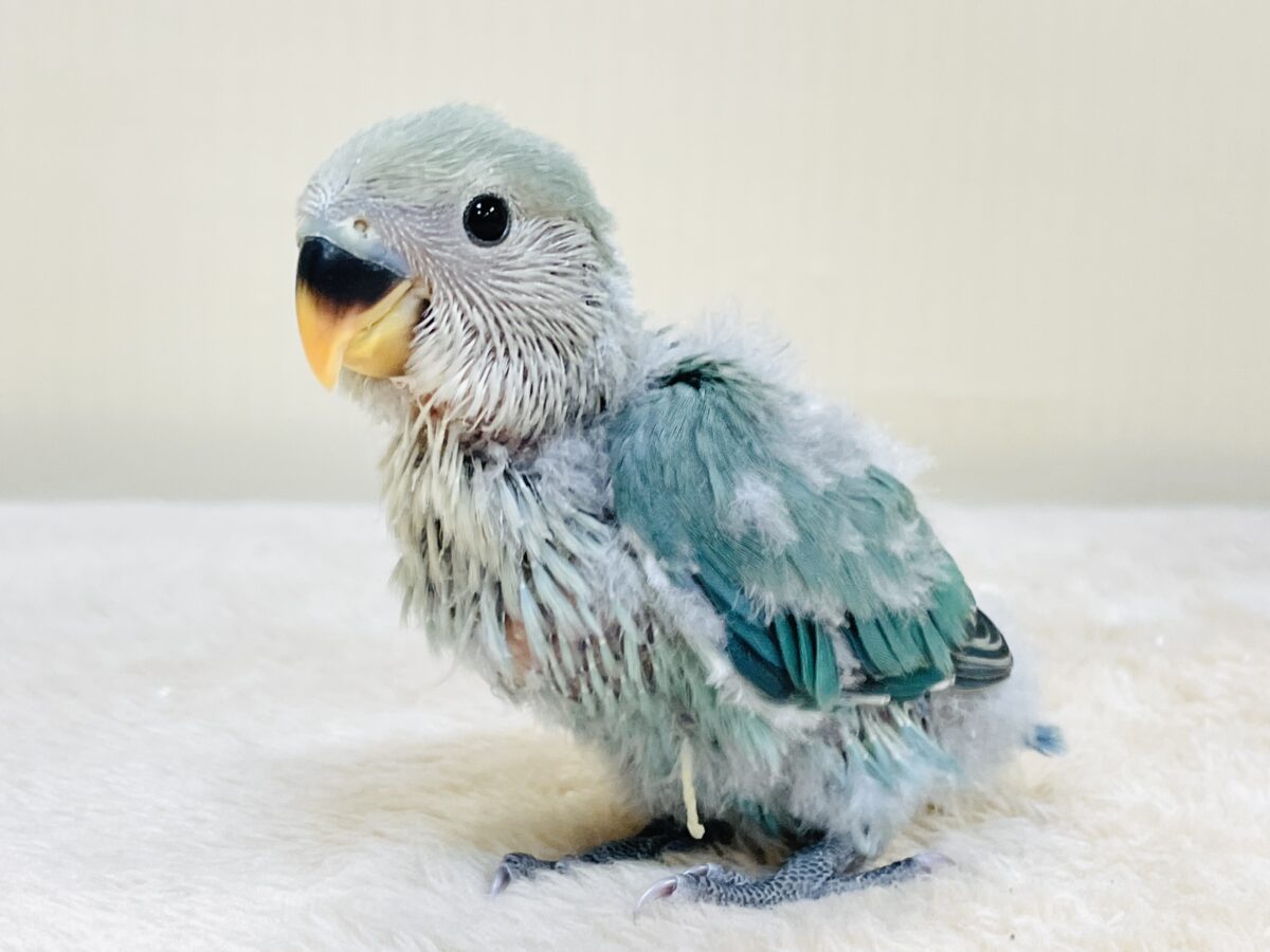 やってきたよ💙コザクラインコ(ブルーチェリー)ヒナ やってきたよ💙コザクラインコ(ブルーチェリー)ヒナ