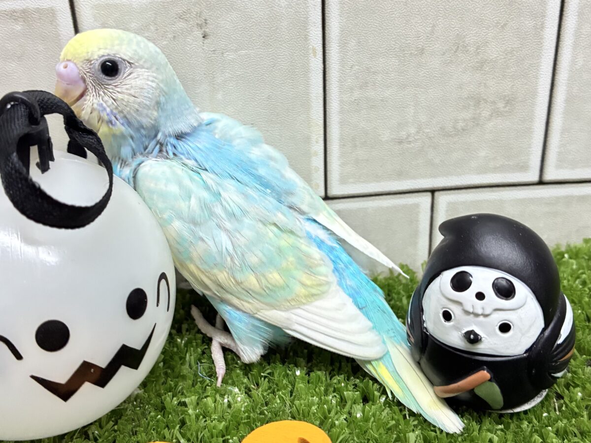 セキセイインコ