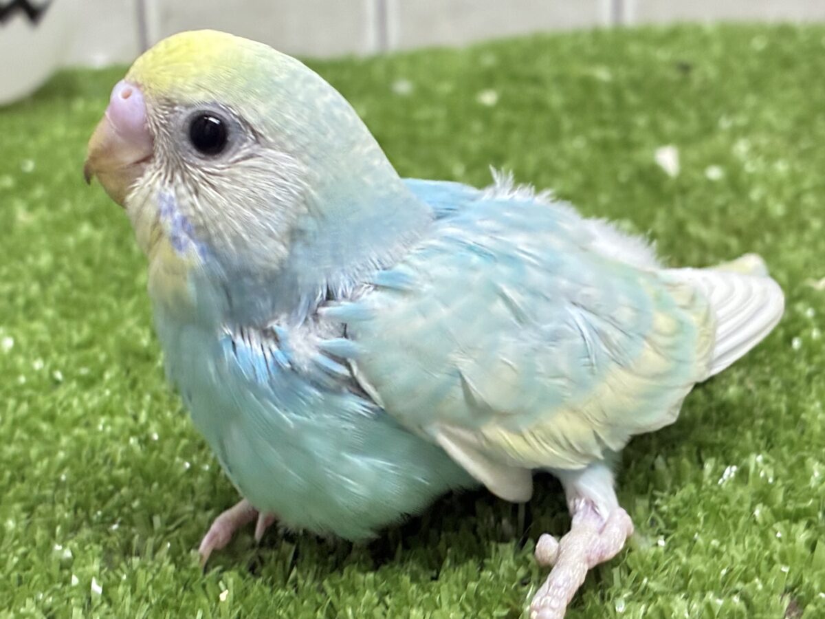 セキセイインコ