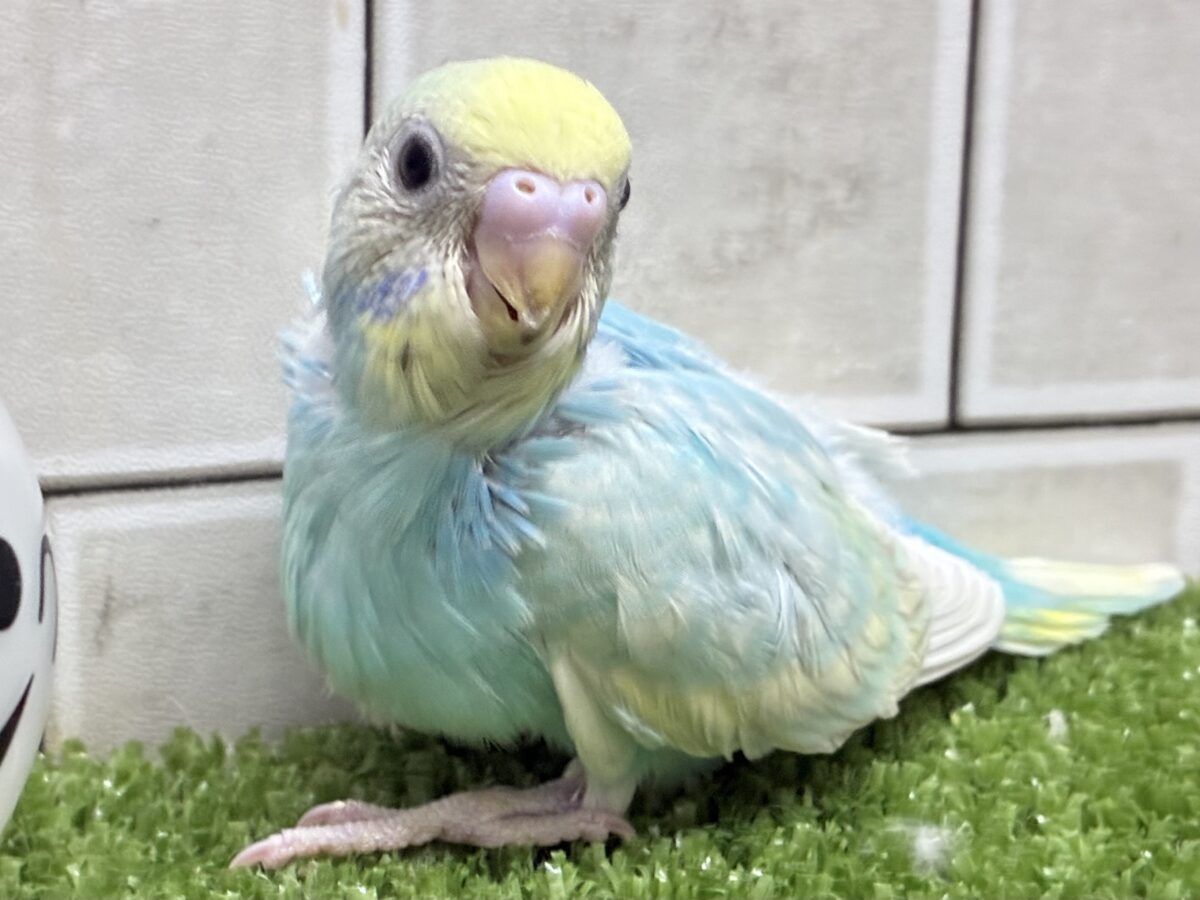 空×クリーム❕爽快ギンガム⛅️🍰💗セキセイインコ(パステルレインボー/2026年9月生まれ)