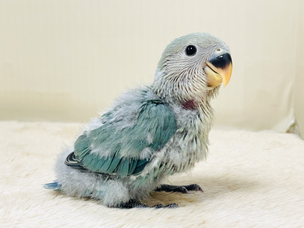 やってきたよ💙コザクラインコ(ブルーチェリー)ヒナ コザクラインコ(小桜インコ)