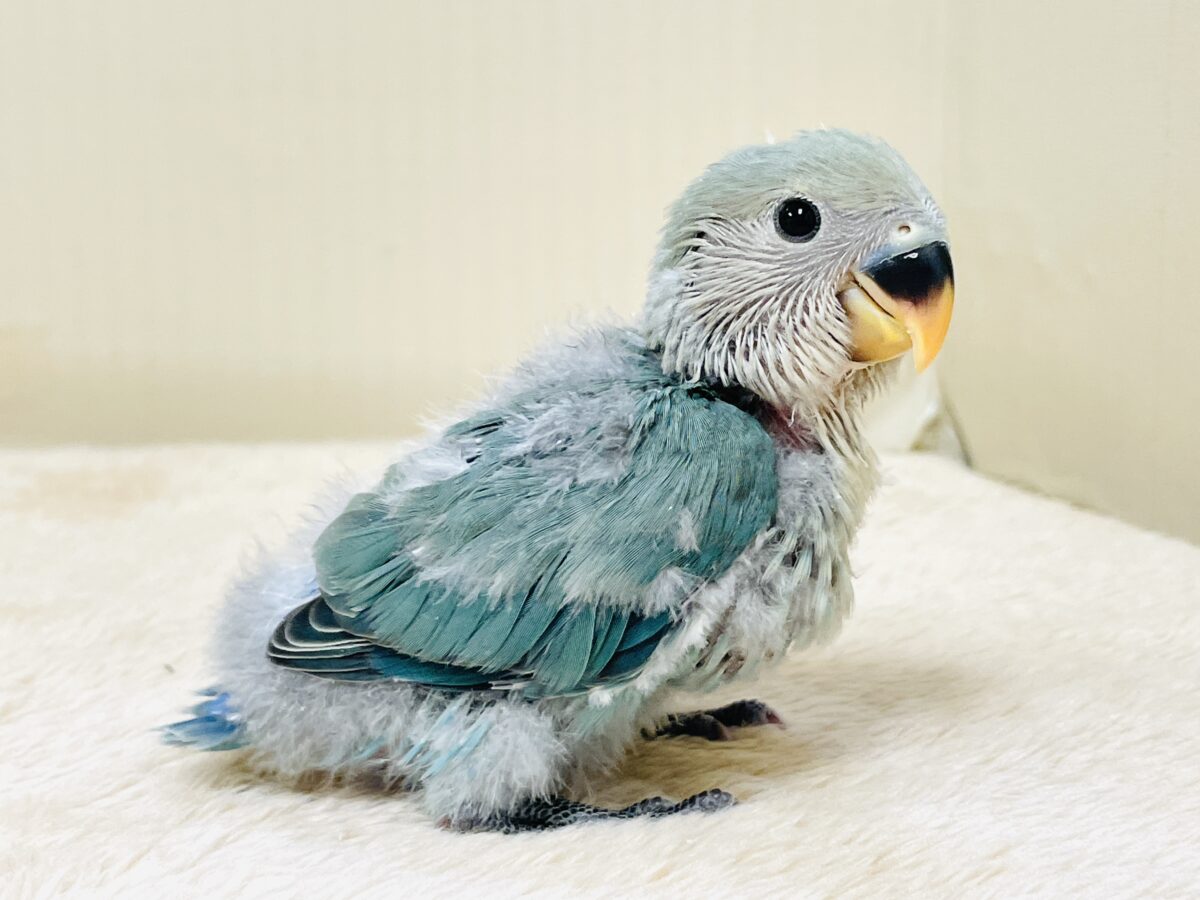 やってきたよ💙コザクラインコ(ブルーチェリー)ヒナ コザクラインコ(小桜インコ)