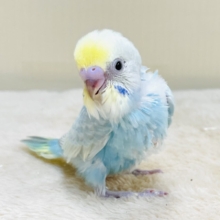 毎日元気いっぱい️🩵💛セキセイインコ（パステルレインボースパングル）ヒナ