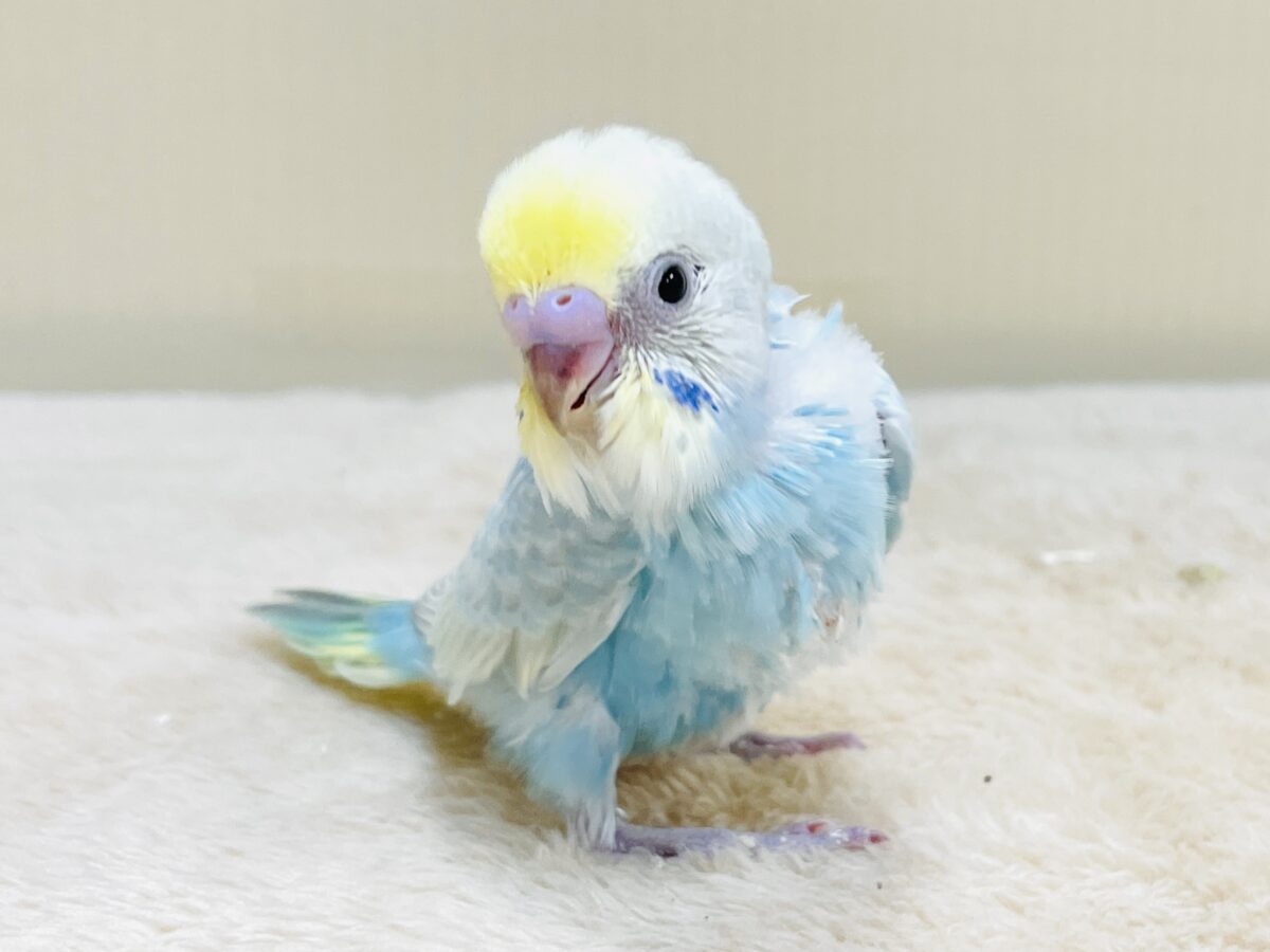 毎日元気いっぱい️🩵💛セキセイインコ（パステルレインボースパングル）ヒナ