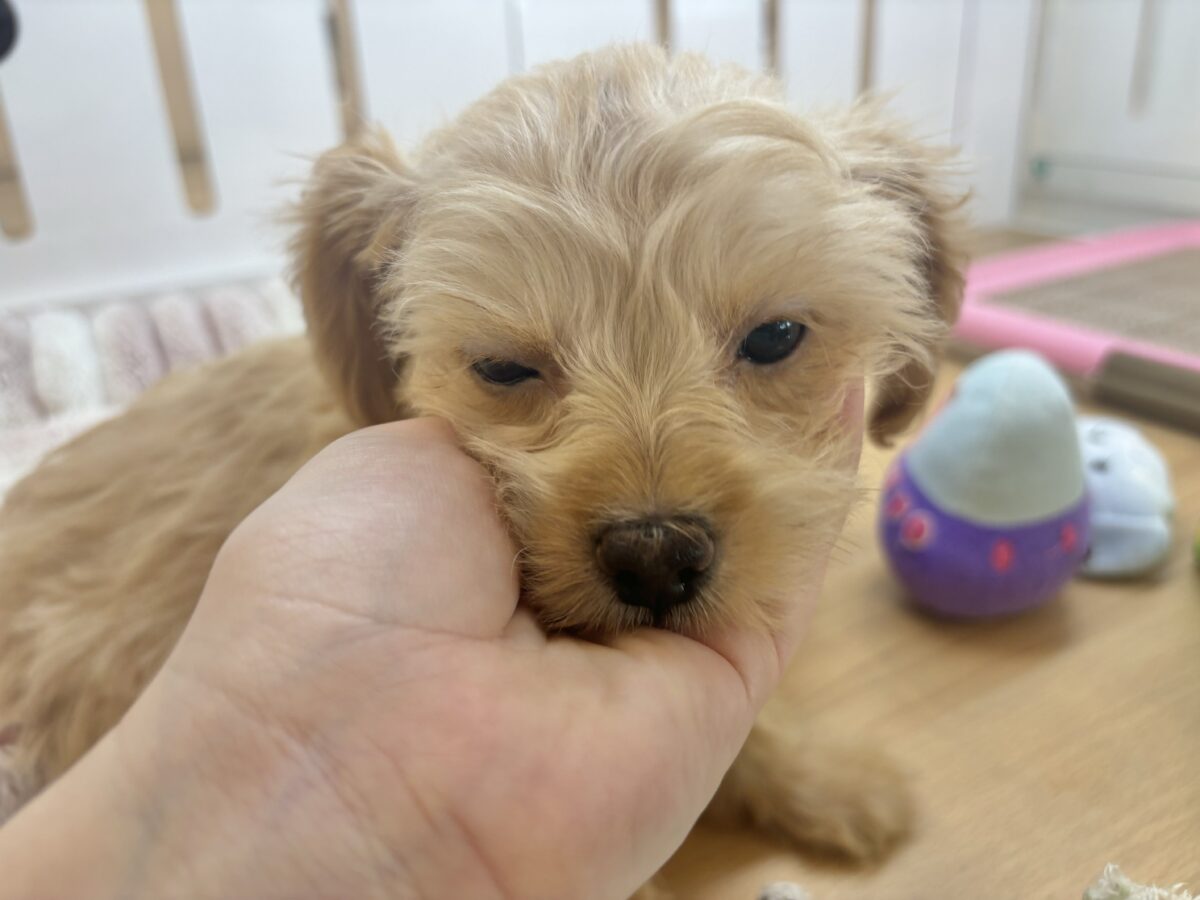 チワプー