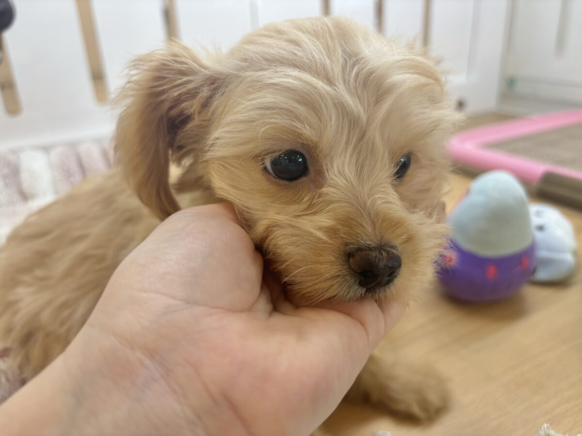 チワプー