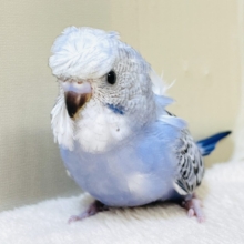 おかっぱちゃんだよ✨梵天セキセイインコ（オパーリン）ヒナ