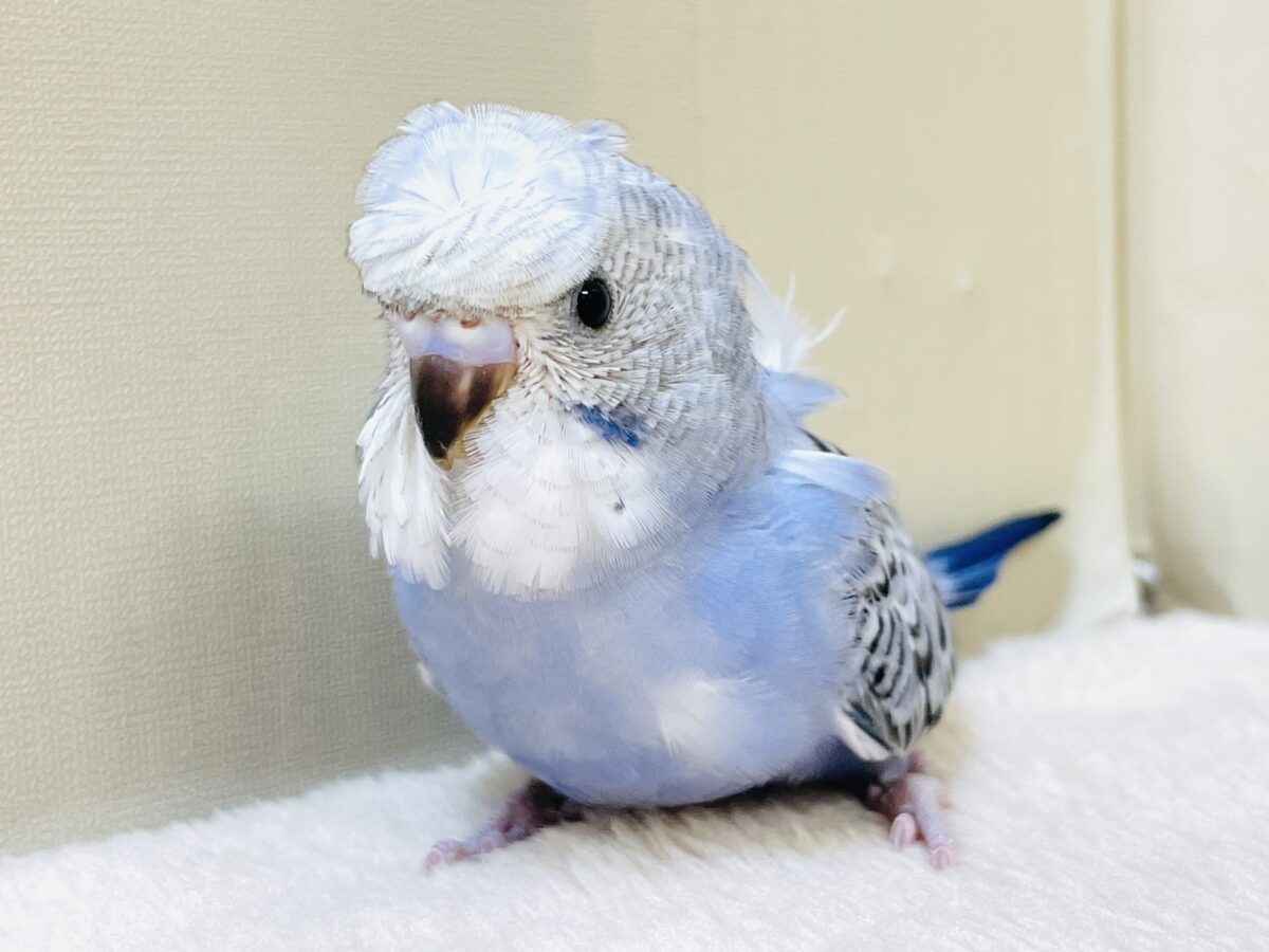おかっぱちゃんだよ✨梵天セキセイインコ（オパーリン）ヒナ