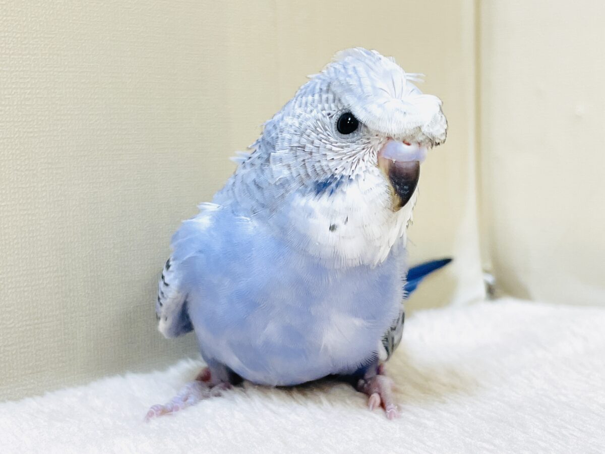 梵天セキセイインコ