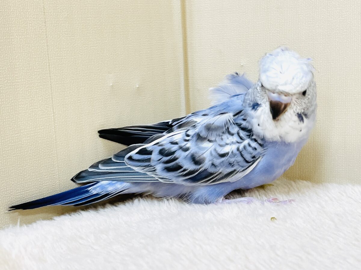 梵天セキセイインコ