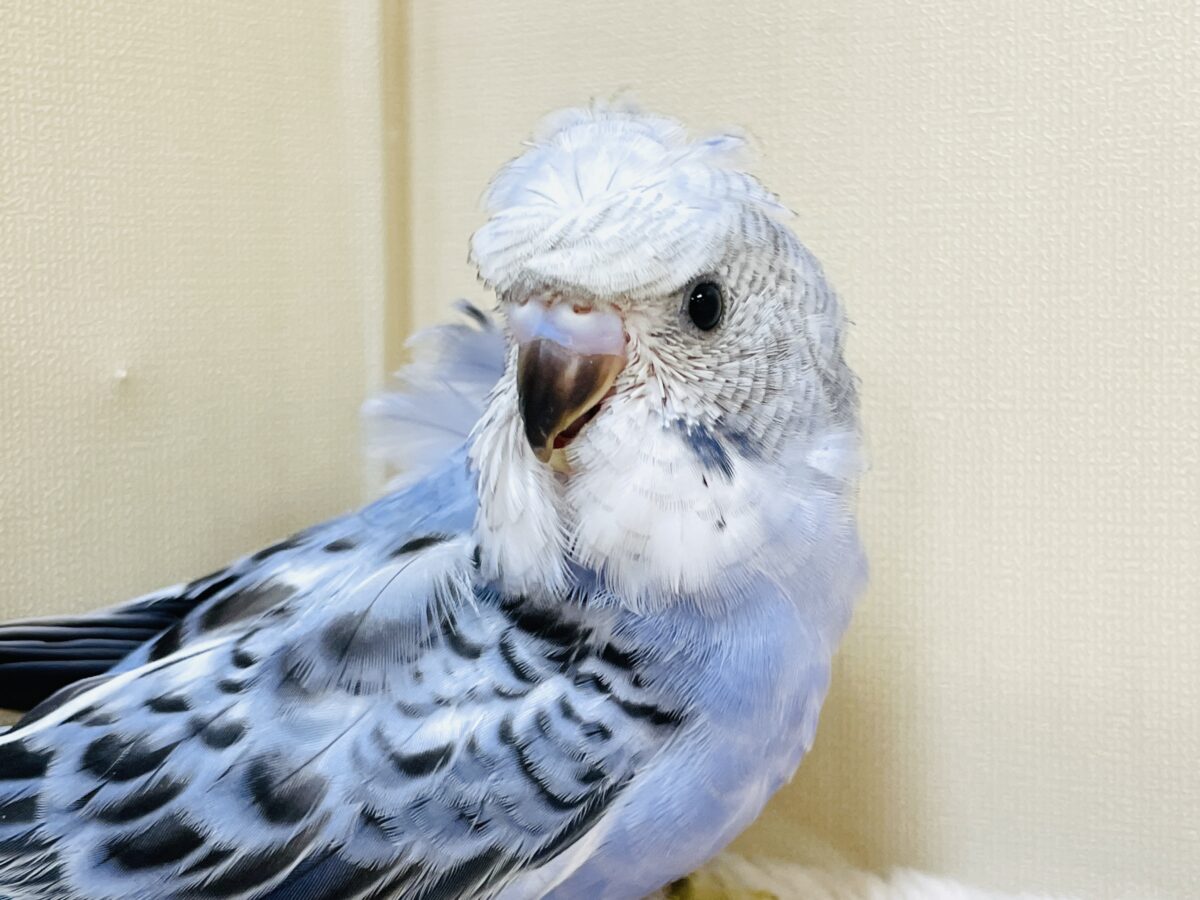 梵天セキセイインコ