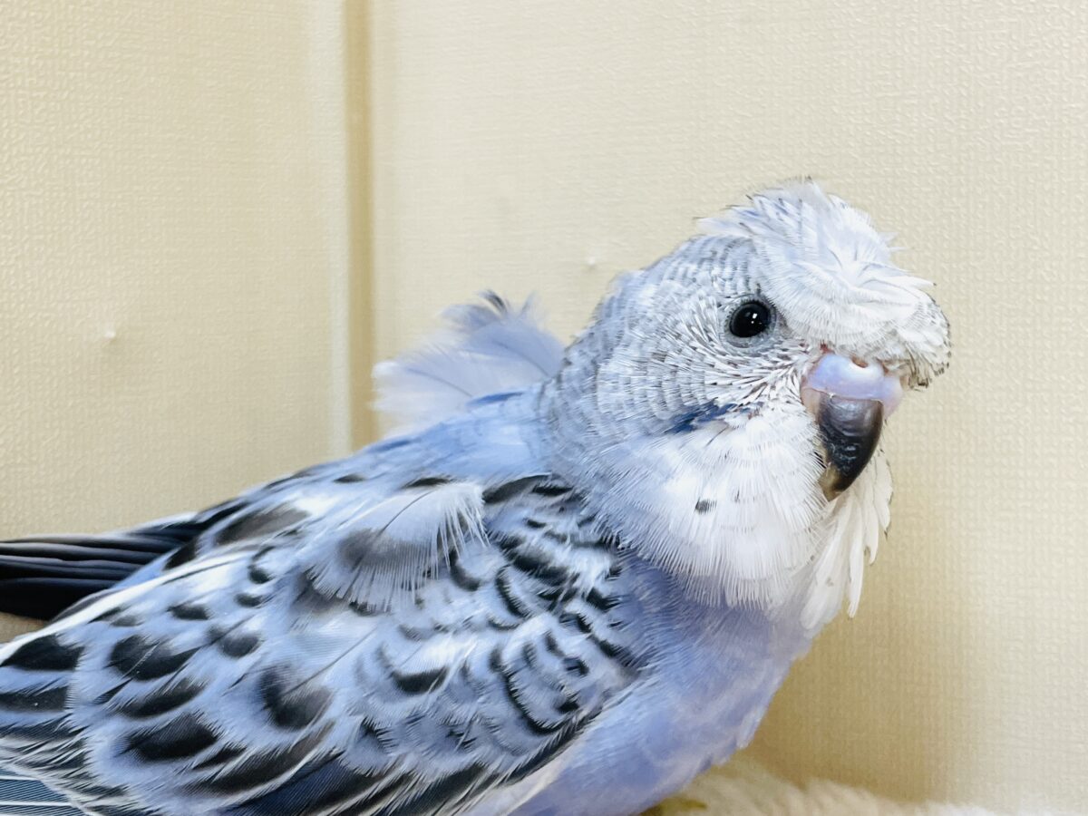 梵天セキセイインコ